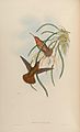 Brassavola acaulis (as syn. Brassavola lineata) plate 10 in: John Gould: A Monograph of the Trochilidae vol. 1, (1849-1861)