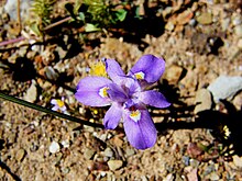 Moraea setifolia (11).jpg