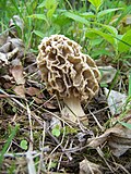 Vignette pour Morchella vulgaris