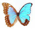雌雄同體的大藍閃蝶