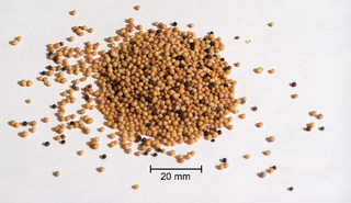 <span class="mw-page-title-main">Mustard seed</span> Small round seeds of various mustard plants