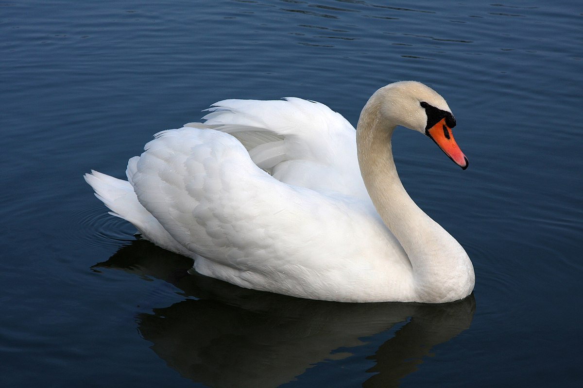 Mga resulta ng larawan para sa White Swan"