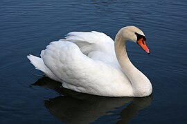 Mute swan