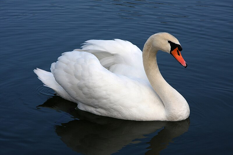 800px-Mute_swan_Vrhnika.jpg