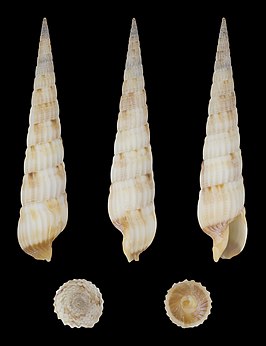 Hastulopsis amoena