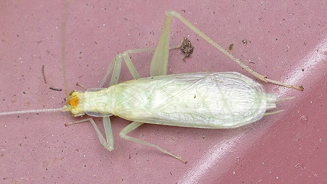 Narrow-winged Tree Cricket (Oecanthus niveus)