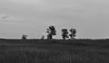 * Nomination National Park Weerribben-Wieden. Laarzenpad through peat bog De Wieden. Lonely trees in a swampy wetland. --Famberhorst 15:22, 12 July 2016 (UTC) * Withdrawn Not good enough.--Famberhorst 17:30, 16 July 2016 (UTC)