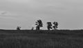 Nationaal Park Weerribben-Wieden. Laarzenpad door veenmoeras van De Wieden. Eenzame bomen in een moerassig rietveld.