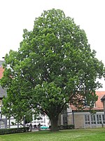 1 pyramidal oak