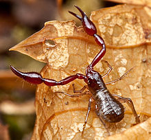 Neobisiid pseudoscorpion.jpg