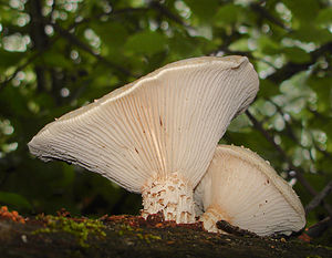 Neolentinus lepideus 145631 rajattu.jpg