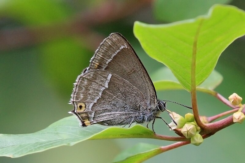 File:Neozephyrus quercus (Purple hairstreak) male underside ab.jpg