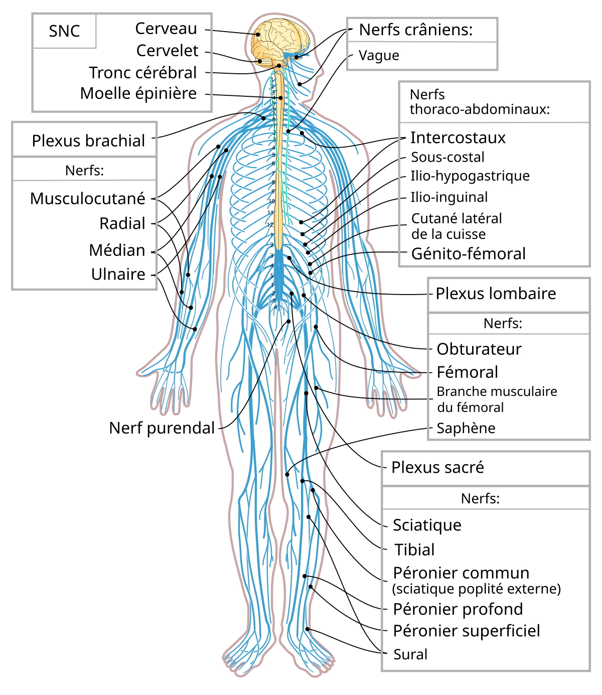 Système nerveux périphérique — Wikipédia