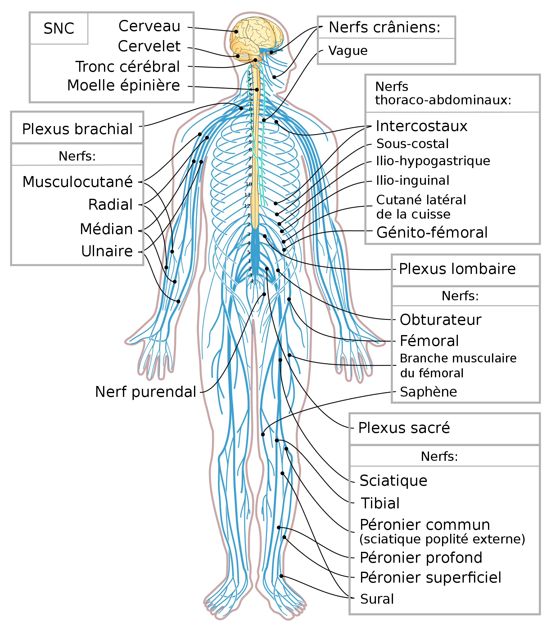 Fichier:Nervous system diagram-fr.svg — Wikipédia