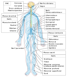 Nervous system diagram-fr.svg