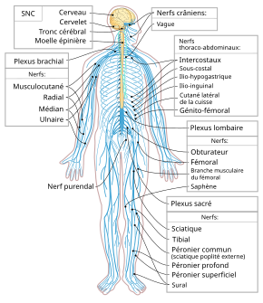 Systeme Nerveux Peripherique Wikipedia