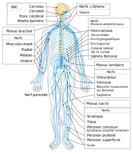 Nervous system diagram-fr.svg