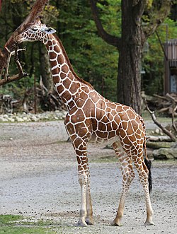 Netzgiraffe (Giraffa camelopardalis reticulata) Tierpark Hellabrunn-13.jpg