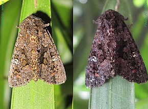 Resim açıklaması Noctuidae-Euplexia borbonica-L20mm-08-11.jpg.