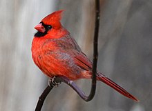 A northern cardinal at Lambton Woods Park in Toronto. Northern Cadinal M Lambton Woods.JPG