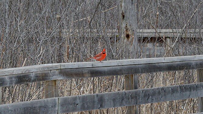 Northern Cardinal (Cardinalis cardinalis), Male