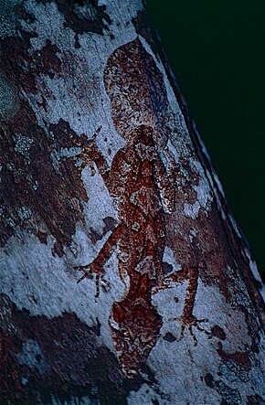 Northern Leaf-tail Gecko (Saltuarius cornutus) (9836193484) .jpg açıklaması.