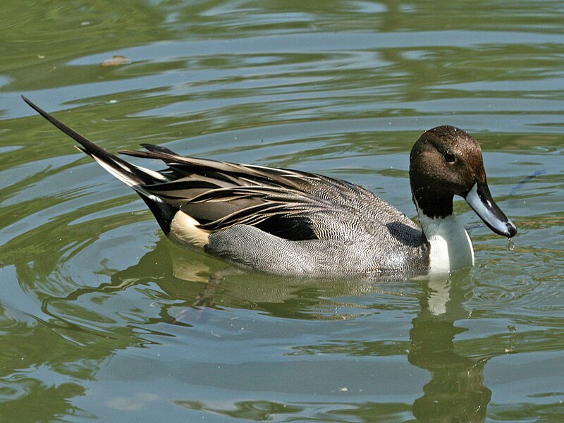 File:Northern Pintail male SMTC.jpg