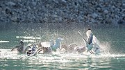 Thumbnail for File:Northern fulmars chasing Kittywakes away from their fishing ground.jpg