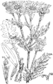 Jacobaea vulgaris Kresnica (as syn. Senecio jacobaea) plate 422 in: Martin Cilenšek: Naše škodljive rastline Celovec (1892)