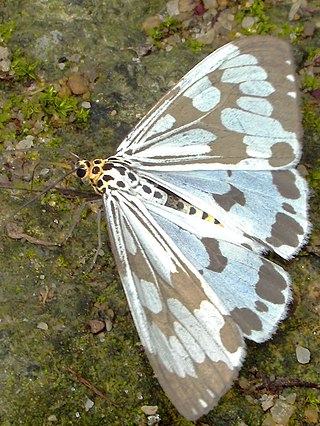 <i>Nyctemera adversata</i> Species of moth