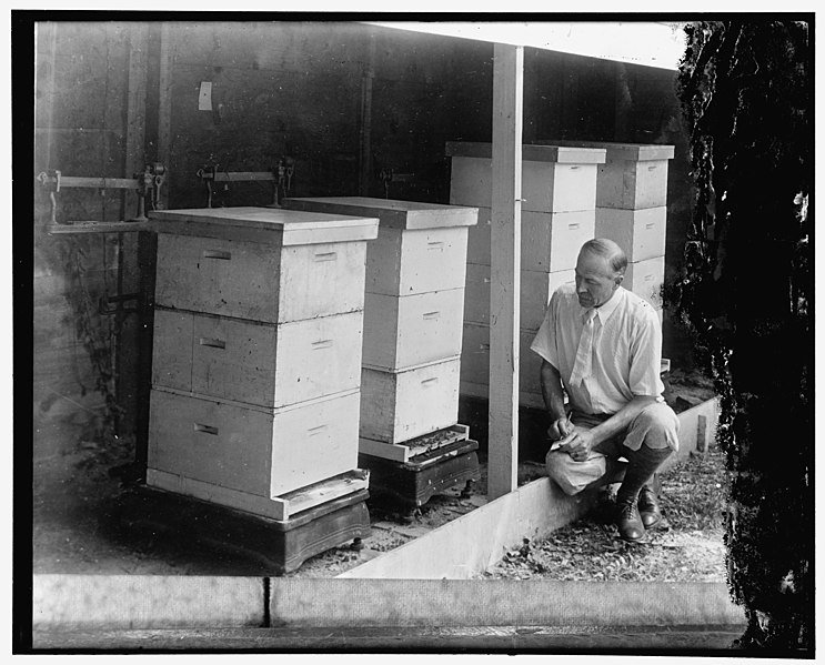 File:Observing work of the busy bee. E.L. Sechrist, associate agriculturist of the bee culture laboratory, U.S. Department of Agriculture, makes tests of how much work the bees accomplish under LCCN2016870898.jpg