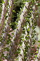 Closeup of ocotillo leaves