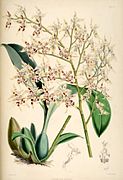 Odontoglossum gloriosum Oncidium gloriosum