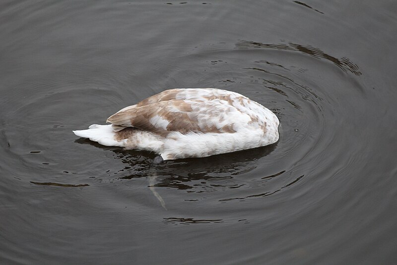 File:Oiseaux Vltava Prague 10.jpg