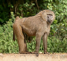 Olive baboon Ngorongoro.jpg