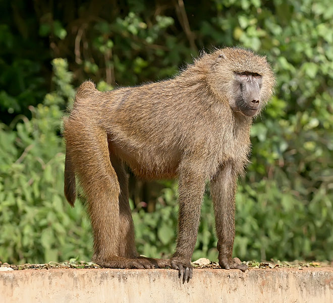 Fișier:Olive baboon Ngorongoro.jpg