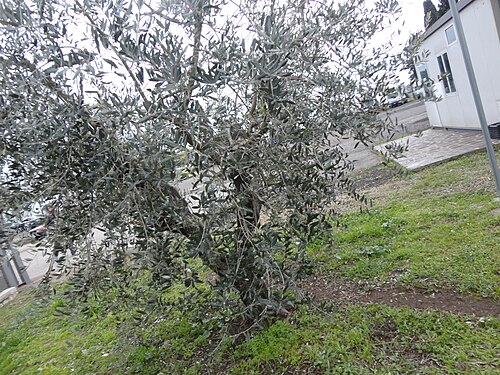 Olive trees in pomezia,italy