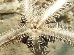 File:Ophiomastix pictum - Watson's Bay 03.jpeg (Category:Echinoderms of Queensland)