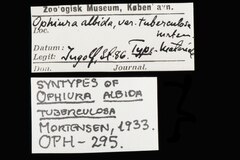 File:Ophiura albida var. tuberculosa - OPH-000295 label.tif (Category:Echinodermata in the Natural History Museum of Denmark)
