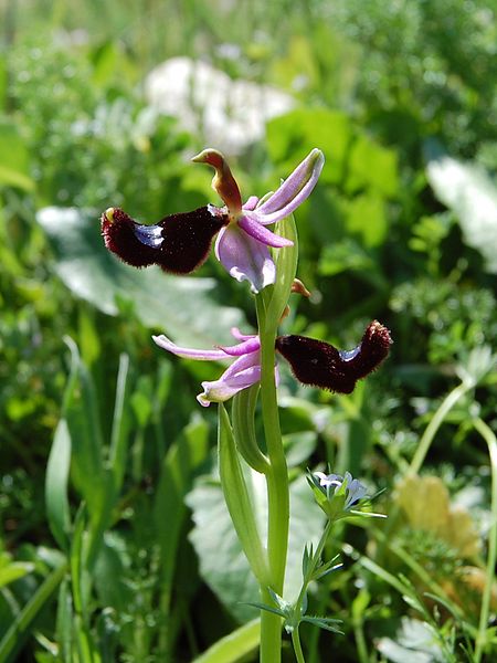 File:Ophrys bertolonii Ficuzza 0019.JPG