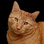 Thumbnail for File:Orange tabby cat-932269.jpg