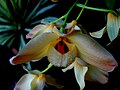 Dendrobium moschatum