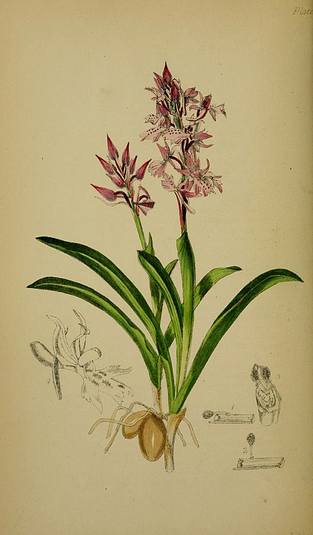 Orchis olbiensis - Moggridge - Flora of Mentone pl. 18 (1871).jpg