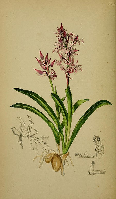 Orchis_olbiensis