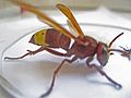 Oriental Wasp 1.jpg