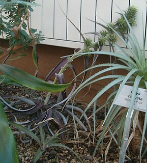 <i>Orthophytum maracasense</i> Species of flowering plant