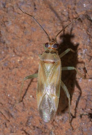 <i>Orthotylus ornatus</i> Species of true bug