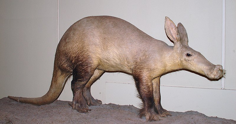 File:Orycteropus afer stuffed.jpg