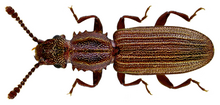 Oryzaephilus surinamensis (Linne, 1758) (14438947353).png