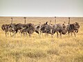 Strauße leben zu zweit oder in Gruppen.